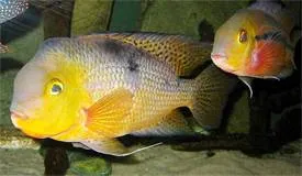 Nicaragua cichlid (Hypsophrys nicaraguensis)