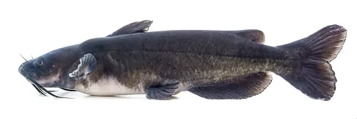 Channel catfish (Ictalurus punctatus)