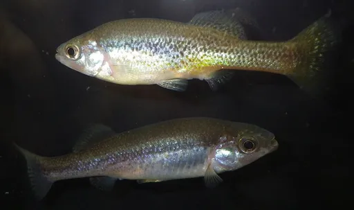 Goldbreast splitfin (Ilyodon furcidens)
