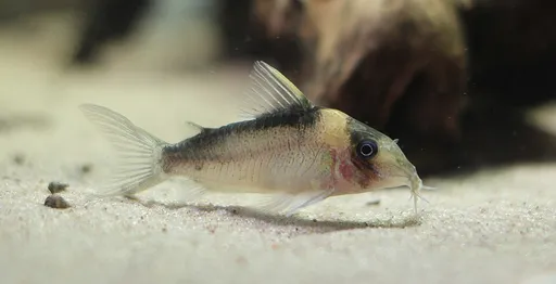Imitator cory (Corydoras imitator)
