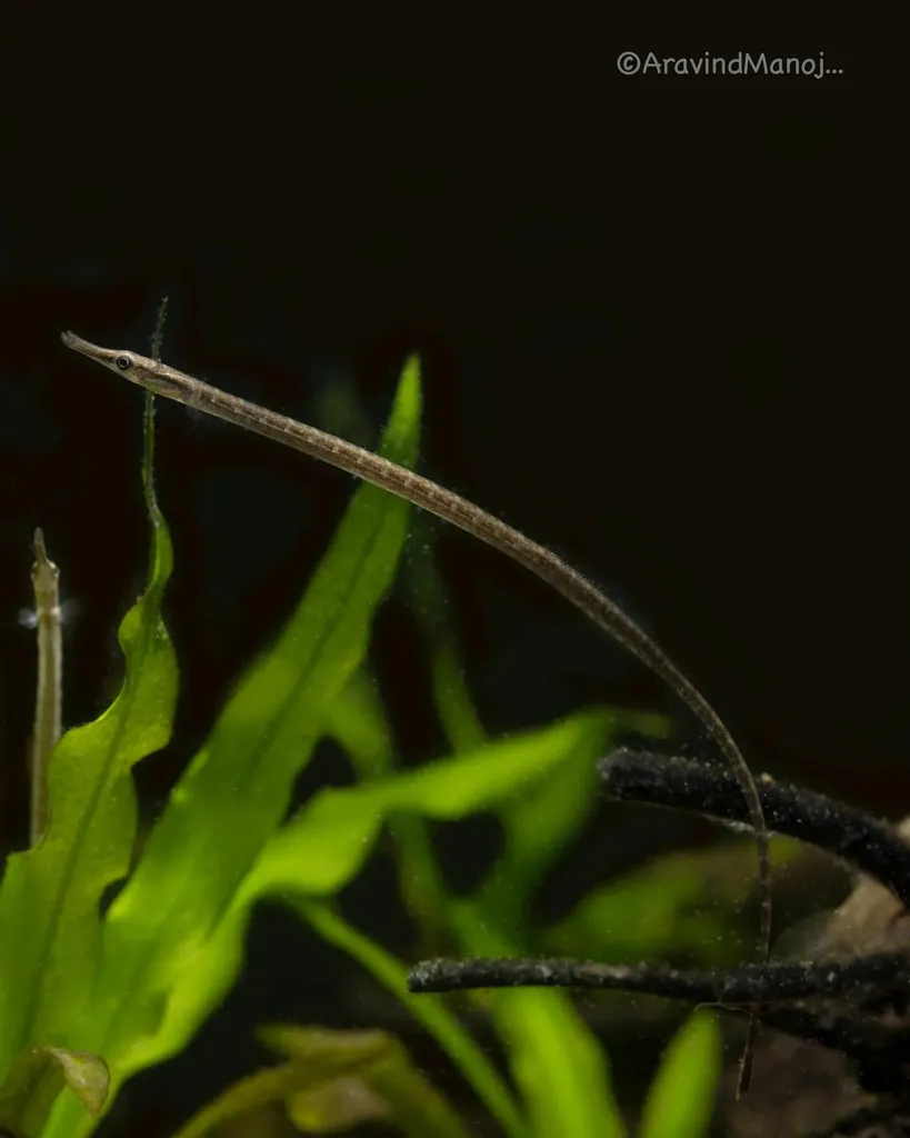 Indian brindled pipefish (Microphis cuncalus)
