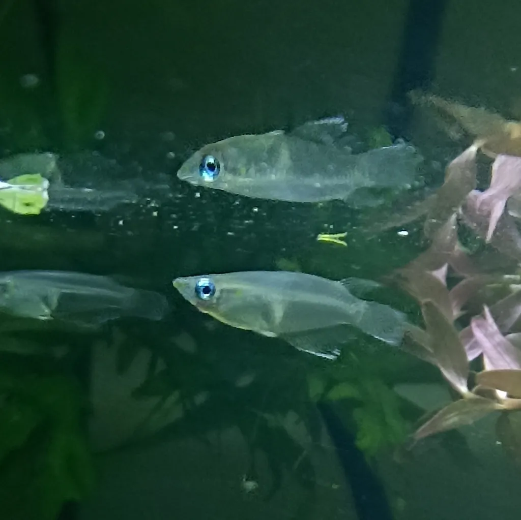 Indian ricefish (Oryzias dancena)