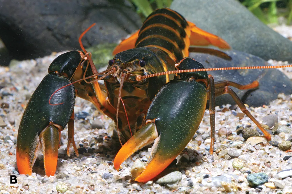 Irianto red crayfish (Cherax snowden)
