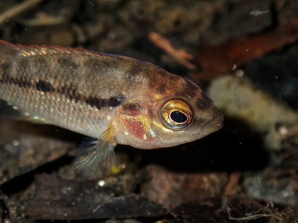 Istlanus cichlid (Amphilophus istlanus)