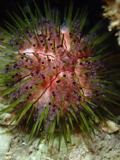 Jewel Urchin (Lytechinus williamsi)