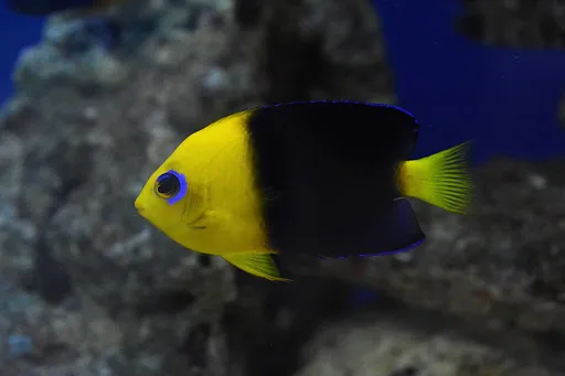 Joculator Angelfish (Centropyge joculator)