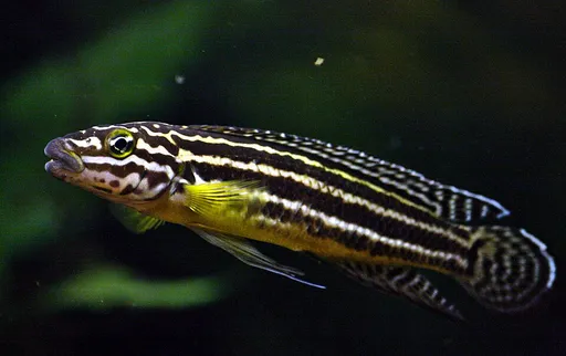 Convict julie (Julidochromis regani)