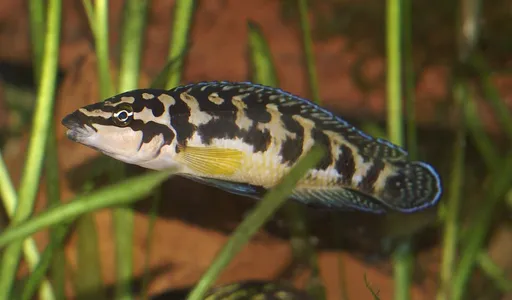 Masked julie (Julidochromis transcriptus)