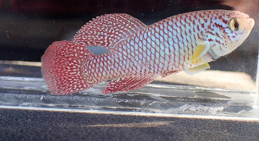 Kadlec's notho (Nothobranchius kadleci)