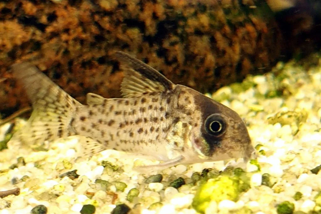 Kane's cory (Hoplisoma kanei)