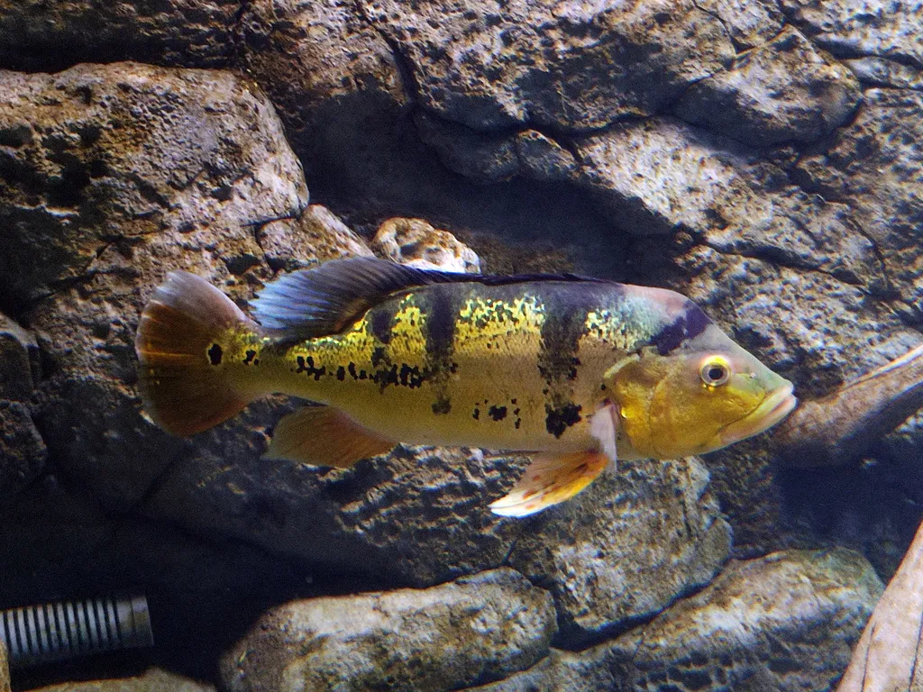 Kelberi peacock bass (Cichla kelberi)