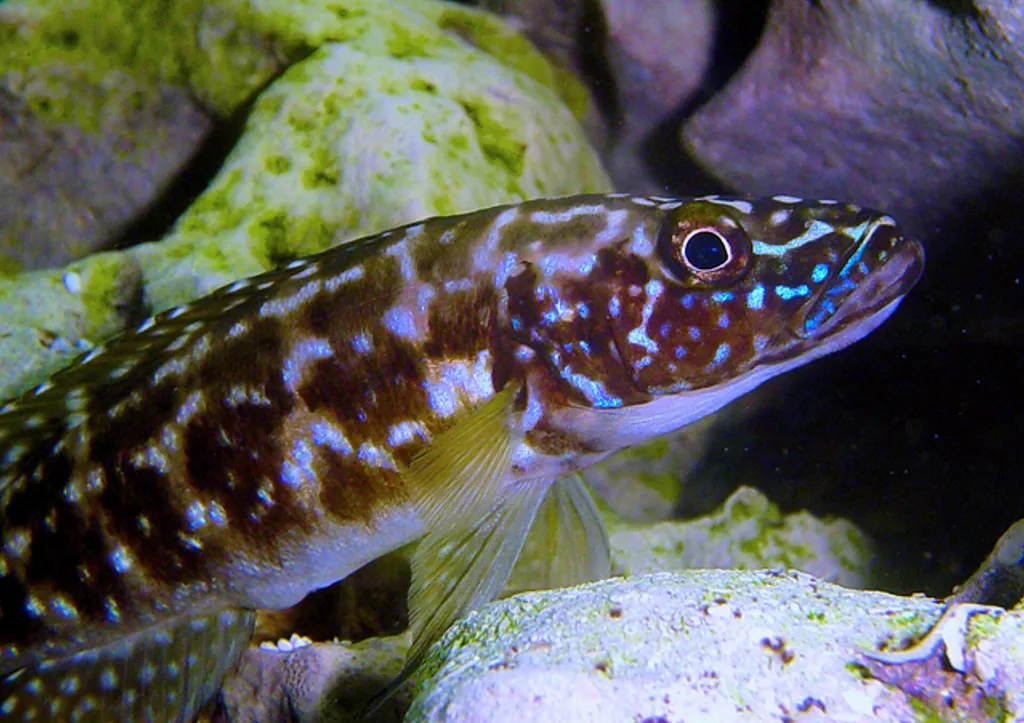 Kendall's lamprologus (Lepidiolamprologus kendalli)