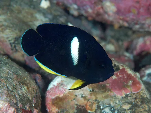 Keyhole Angelfish (Centropyge tibicen)