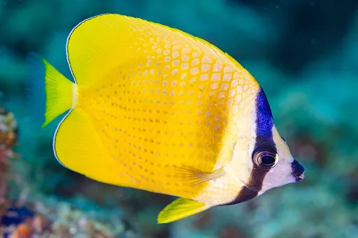 Klein's Butterflyfish (Chaetodon kleinii)
