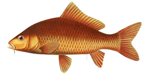 Koi (Cyprinus rubrofuscus)