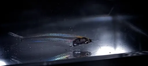 True glass catfish (Kryptopterus bicirrhis)