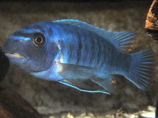 Scrapermouth mbuna (Labeotropheus trewavasae)