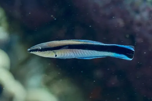 Bluestreak Cleaner Wrasse (Labroides dimidiatus)