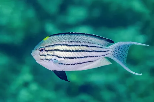 Lamarck's Angelfish (Genicanthus lamarck)