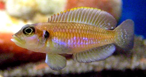 Gold ocellatus shell dweller (Lamprologus ocellatus)