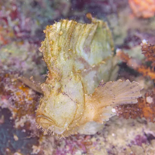 Leaf scorpionfish (Taenianotus triacanthus)
