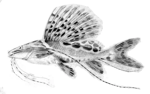 Sailfin pim (Leiarius pictus)