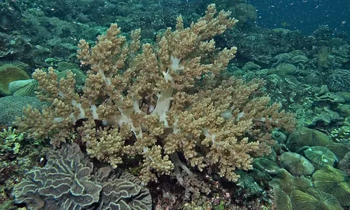 Lemnalia Tree Coral (Lemnalia)