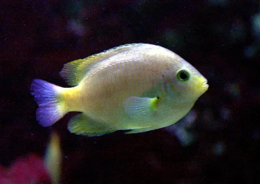 Lemon Damsel (Pomacentrus moluccensis)