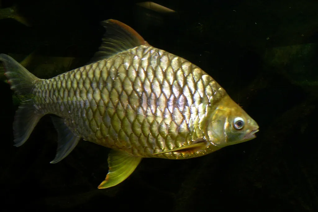 Lemon-fin barb (Hypsibarbus wetmorei)