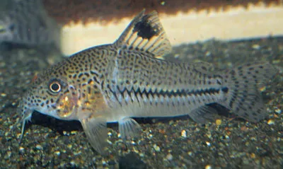 Leopard cory (Corydoras leopardus)