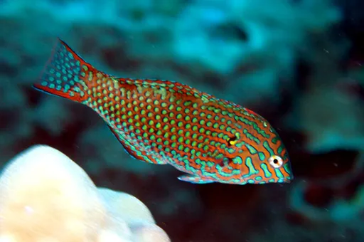 Leopard Wrasse (Macropharyngodon meleagris)