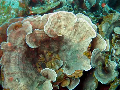 Leptoseris Coral (Leptoseris)