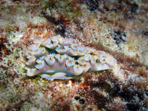 Lettuce Sea Slug (Elysia crispata)