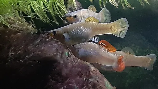 Liberty molly (Poecilia salvatoris)