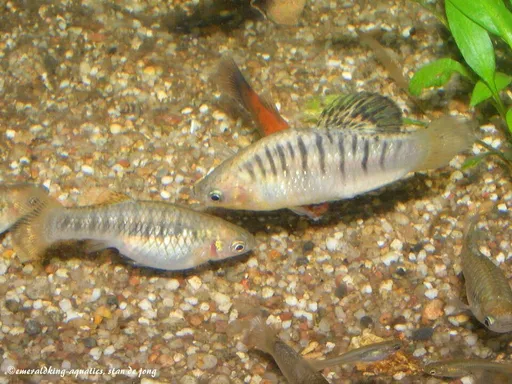 Humpbacked limia (Limia nigrofasciata)