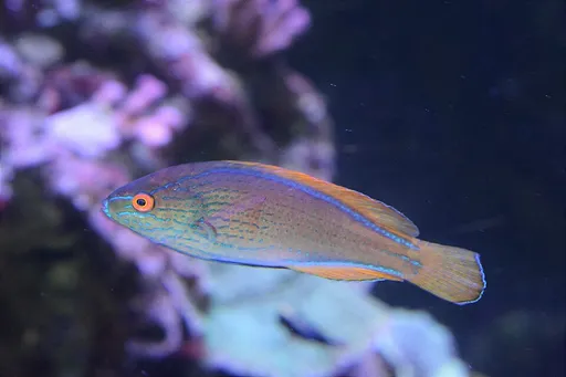 Lineatus Fairy Wrasse (Cirrhilabrus lineatus)