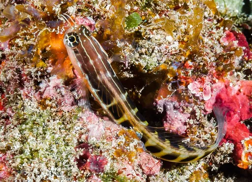 Lined Blenny (Ecsenius lineatus)