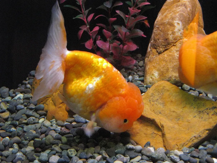 Lionhead (Carassius auratus)