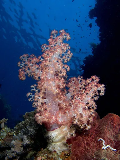 Broccoli Tree Coral (Litophyton)