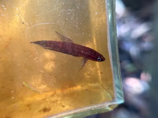 Livid betta (Betta livida)