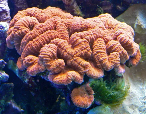 Lobed Brain Coral (Lobophyllia)