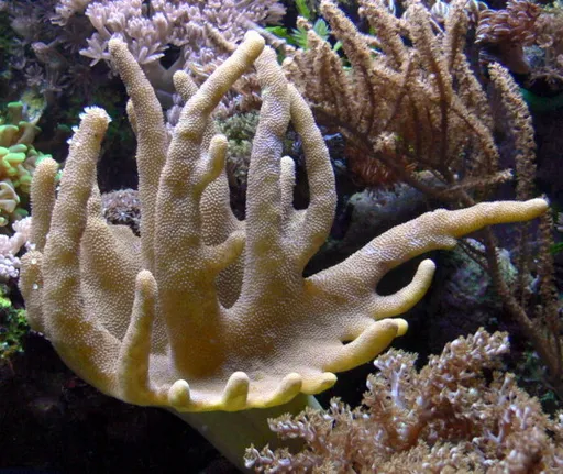 Devil's Hand Leather Coral (Lobophytum)
