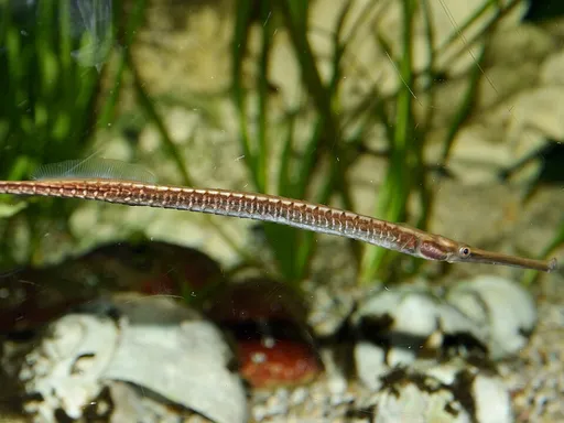 Long-snouted pipefish (Doryichthys boaja)