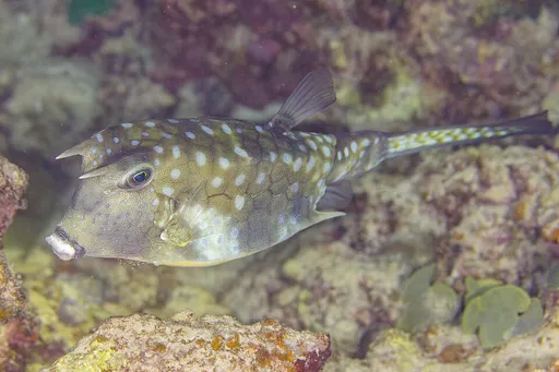 Longhorn Cowfish (Lactoria cornuta)