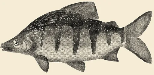 Longnose distichodus (Distichodus lusosso)