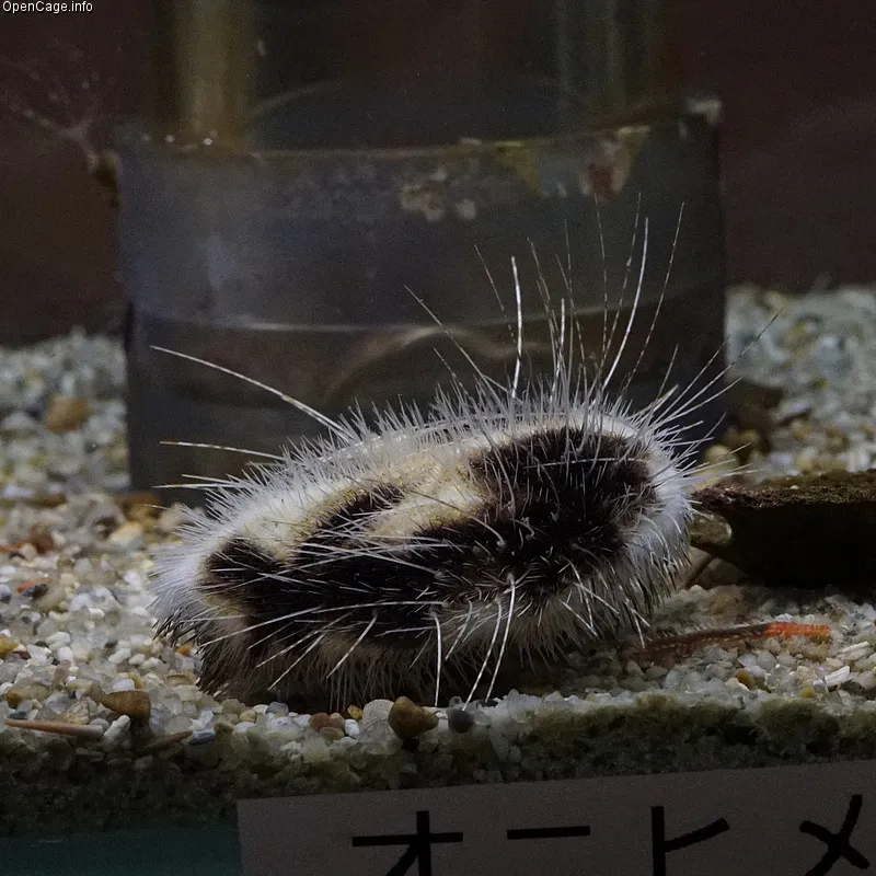 Longspine heart urchin (Maretia planulata)