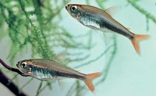 Loreto tetra (Hyphessobrycon loretoensis)