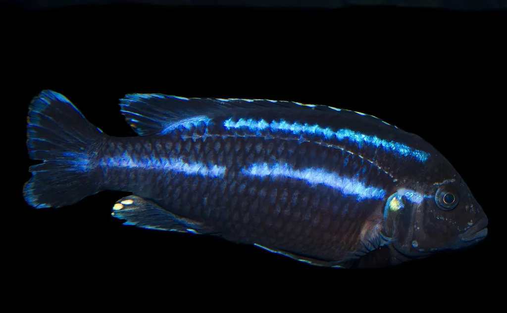 Loria's melanochromis (Melanochromis loriae)