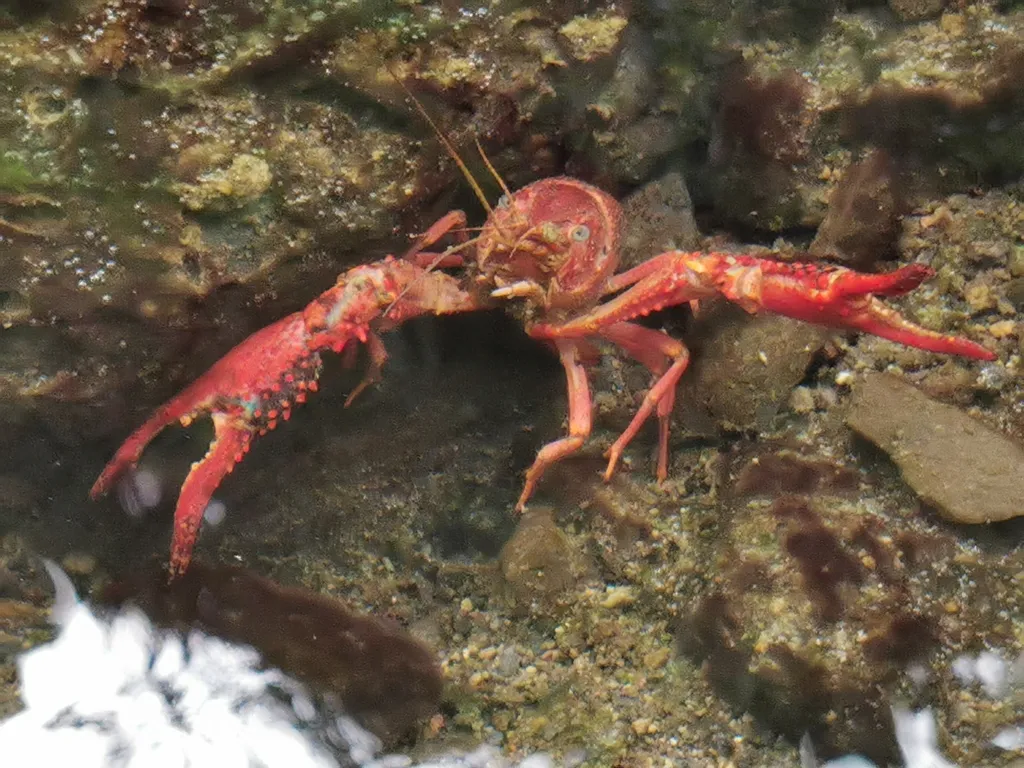 Louisiana crayfish (Procambarus clarkii)