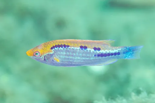 Lubbock's Fairy Wrasse (Cirrhilabrus lubbocki)